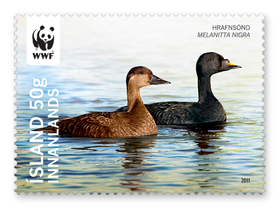547B - Endangered Birds - Common scoter