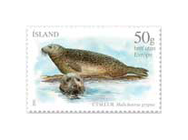 548B - Seals II - Grey seal