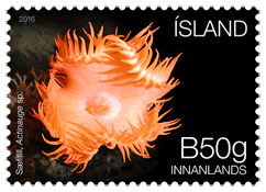 636A - Iceland’s Seabed Ecosystem I - Sea anemones - Self-adhesive