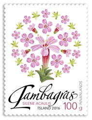 637A - Wild Icelandic Vegetation - Moss campion - Self-adhesive