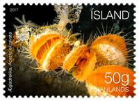 652A - Lífríki hafsbotnsins við Ísland II - Ægisdrekka - Sjálflímandi