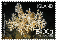652B - Lífríki hafsbotnsins við Ísland II - Glókórall - Sjálflímandi
