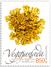 653A - Wild Icelandic Vegetation II - Common orange lichen - Self-adhesive