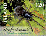 517B - Skordýr og köngulær V - Hrafnakönguló
