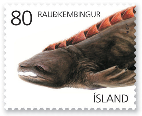 519D - Íslenskar kynjaskepnur - Rauðkembingur