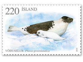 532B - Seals I - Harp seal