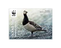 547A - Endangered Birds - Barnacle goose