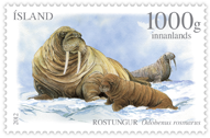 578B - Seals III - Walrus