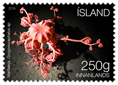636B - Iceland’s Seabed Ecosystem I - The basket star - Self-adhesive