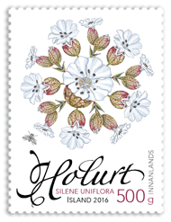 637B - Wild Icelandic Vegetation - Sea campion - Self-adhesive