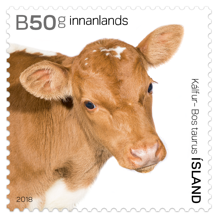 662A - Ungviði íslensku húsdýranna II - Kálfur - Sjálflímandi - 50g innanlands