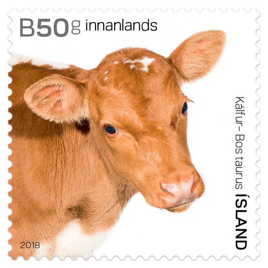 662A - The Young of Iceland's Domestic Animals II - Calves - Self-adhesive - 50g domestic