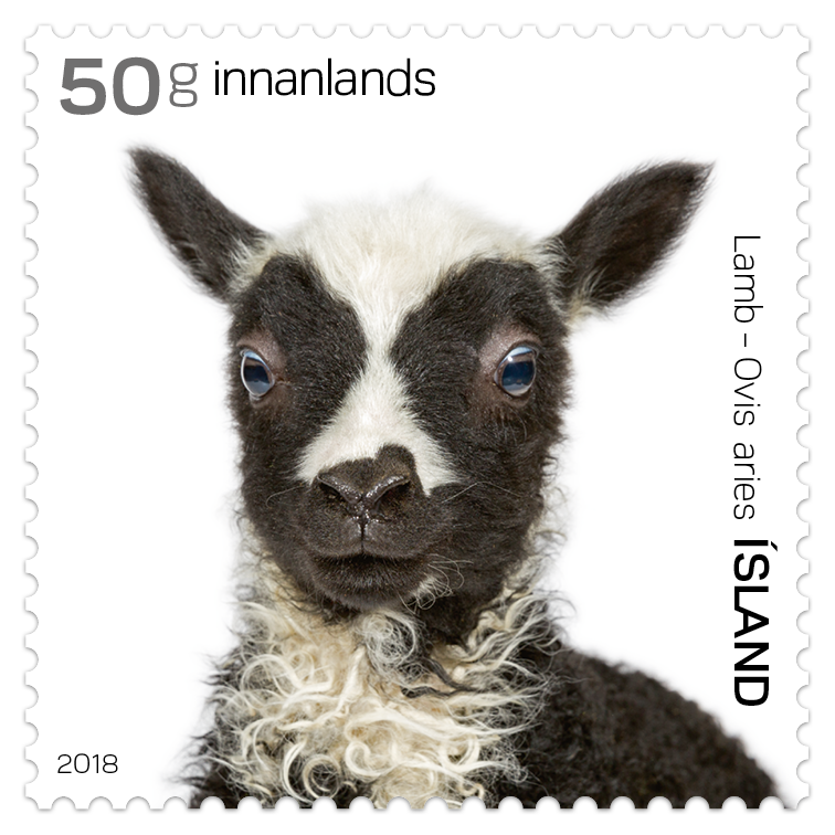 662B - Ungviði íslensku húsdýranna II - Lamb - Sjálflímandi - 50g innanlands