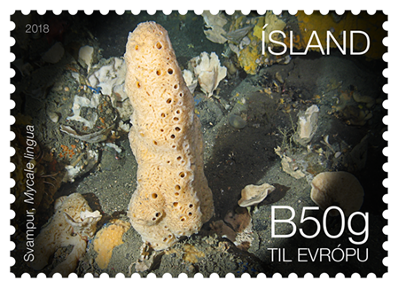 669A - Lífríki hafsbotnsins við Ísland III - Svampur - Sjálflímandi - B50g til Evrópu