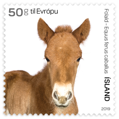 680B - The Young of Iceland's Domestic Animals III - Foal - Self-adhesive - 50g to Europe 