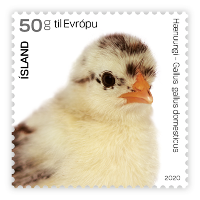 696A - The young of Iceland’s domestic animals IV – Chick - Self-adhesive - 50g to Europe