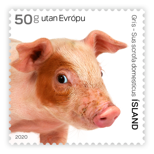 696B - The young of Iceland’s domestic animals IV – Piglet- Self-adhesive - 50g outside Europe